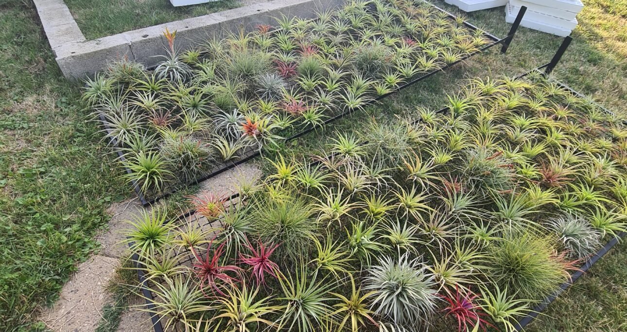 PLASTENIČKA PROIZVODNJA