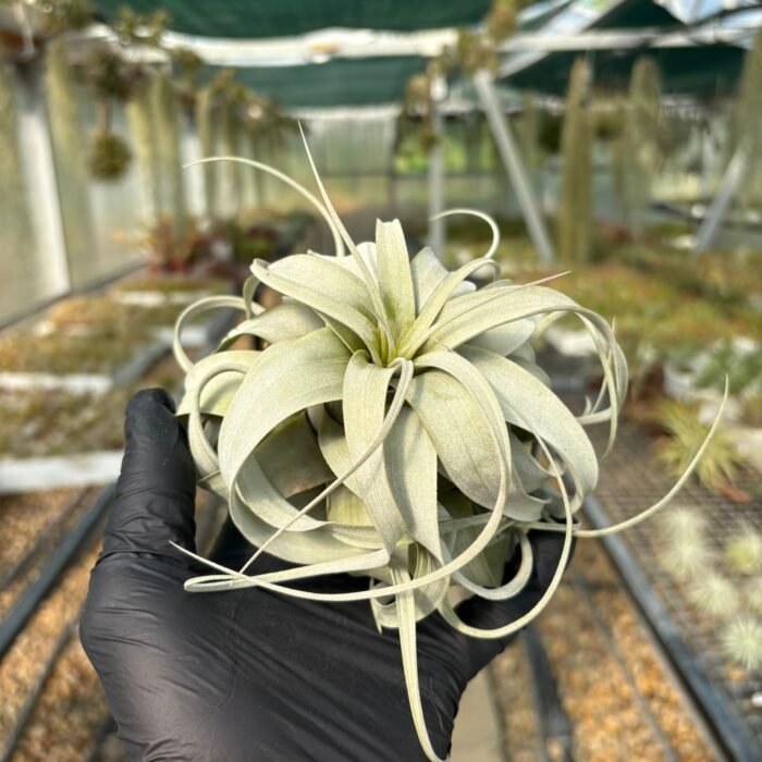 Xerographica