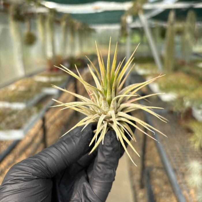 Ionantha