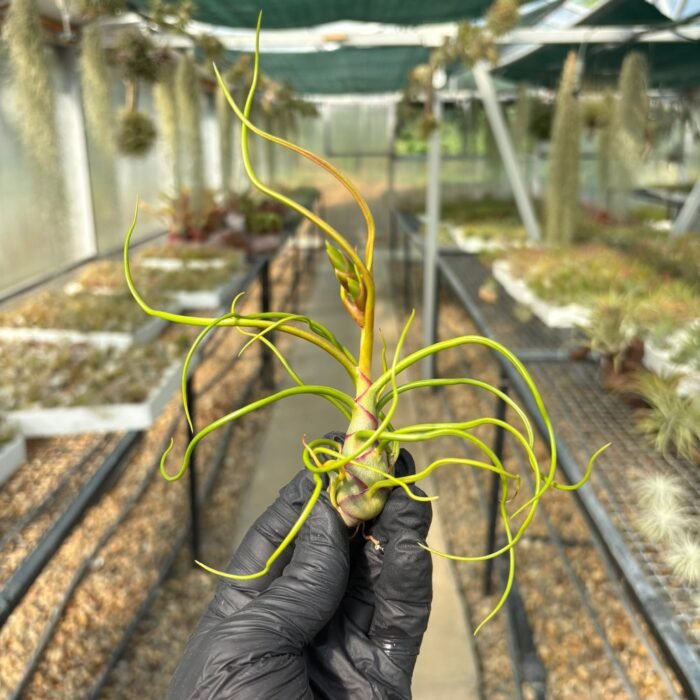 Bulbosa
