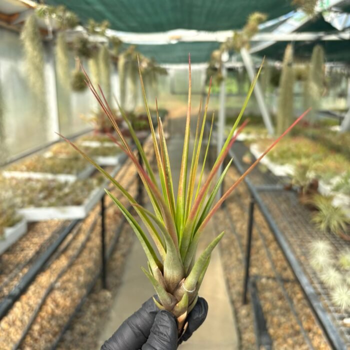 Tricolor Melanocrater